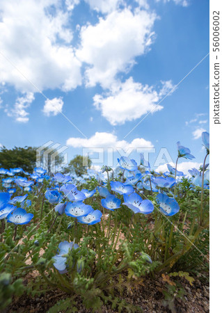 Nemophila 2 56006002
