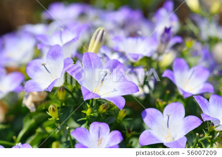 Campanula Campanula 56007209