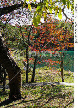 Goshikinuma colored leaves (Fukushima Prefecture) Goshikinuma colored leaves (Fukushima Prefecture) 56008967