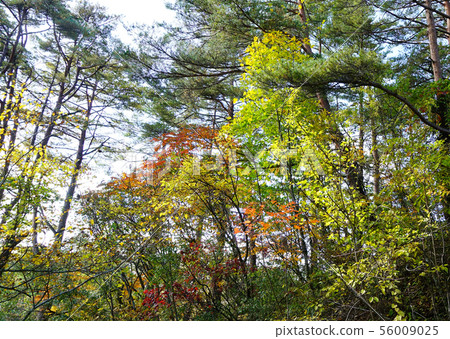 Goshikinuma colored leaves (Fukushima Prefecture) Goshikinuma colored leaves (Fukushima Prefecture) 56009025