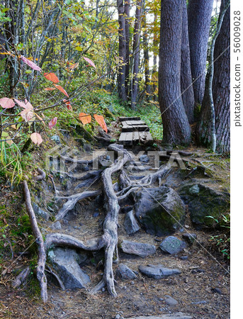 Goshikinuma colored leaves (Fukushima Prefecture) 56009028