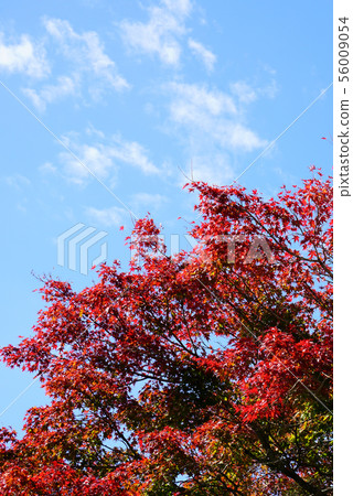 Goshikinuma colored leaves (Fukushima Prefecture) 56009054