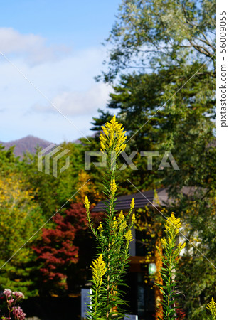 Goshikinuma紅葉（福島縣） 56009055