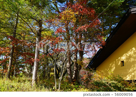 Goshikinuma colored leaves (Fukushima Prefecture) 56009056