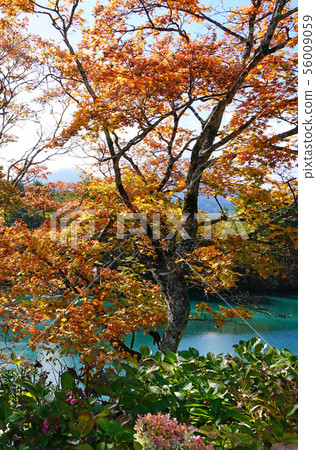 Goshikinuma colored leaves (Fukushima Prefecture) Goshikinuma colored leaves (Fukushima Prefecture) 56009059