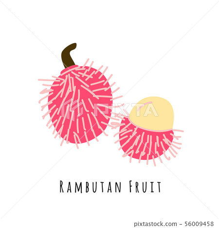 Rambutan fruit illustration Rambutan fruit illustration 56009458
