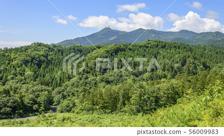 Trees and Busan Trees and Busan 56009983