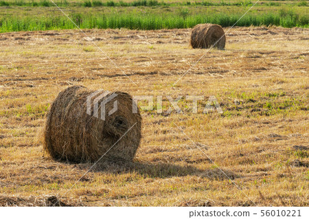 Yellow rolls of hay on mowed field on sunny day 56010221