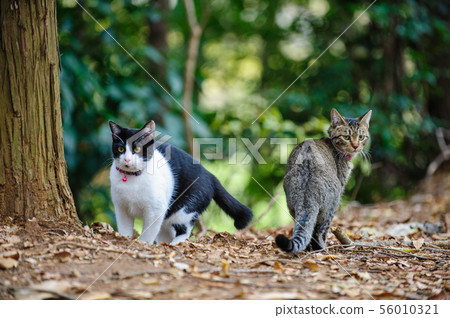 Cats playing in the park Cats playing in the park 56010321