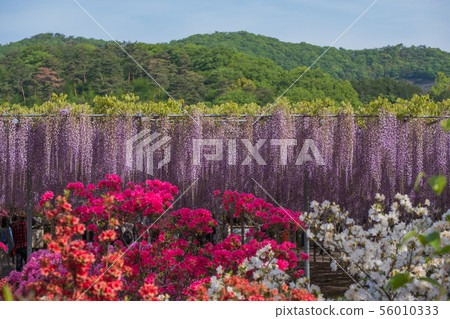 Wisteria flower Wisteria flower 56010333