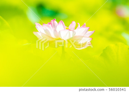 Ueno Shinobazu Pond Lotus 56010341