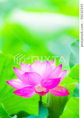 Ueno Shinobazu Pond Lotus 56010343