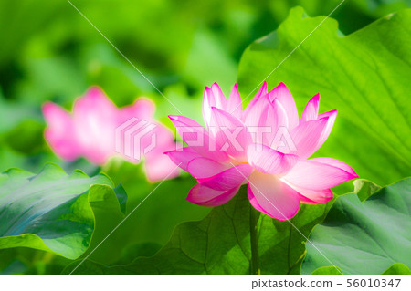 Ueno Shinobazu Pond Lotus 56010347