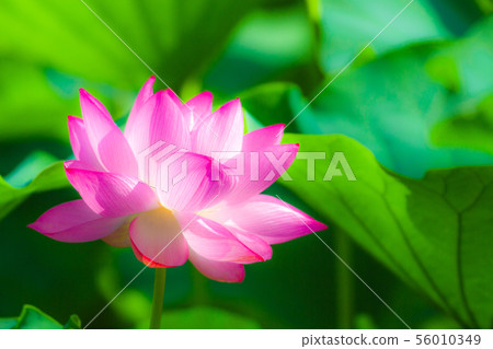 Ueno Shinobazu Pond Lotus 56010349