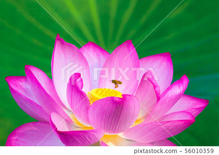 Ueno Shinobazu Pond Lotus 56010359