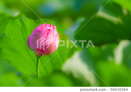 Ueno Shinobazu Pond Lotus 56010364