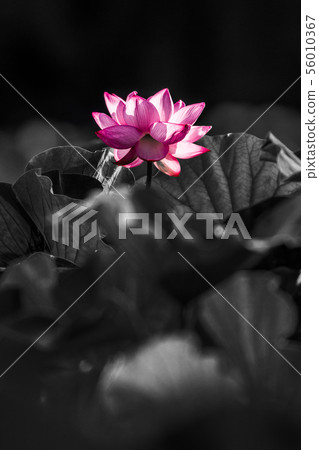 Ueno Shinobazu Pond Lotus 56010367