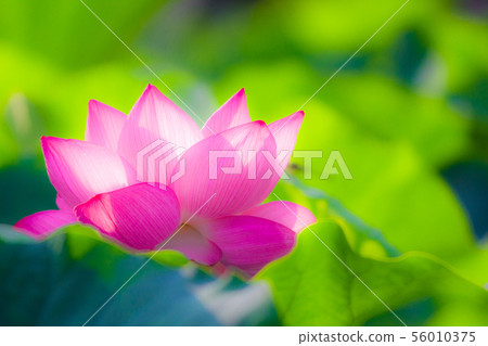 Ueno Shinobazu Pond Lotus 56010375