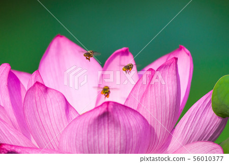 Ueno Shinobazu Pond Lotus 56010377