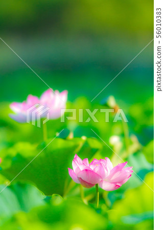 Ueno Shinobazu Pond Lotus 56010383
