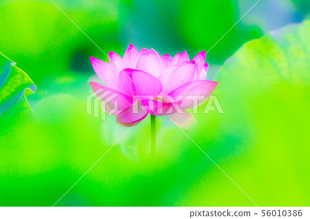 Ueno Shinobazu Pond Lotus 56010386