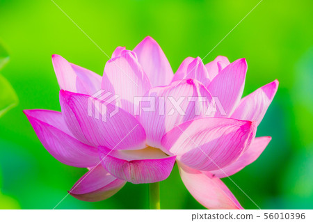 Ueno Shinobazu Pond Lotus 56010396