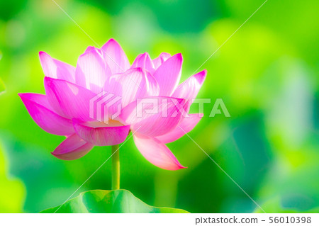 Ueno Shinobazu Pond Lotus 56010398