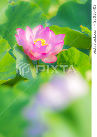 Ueno Shinobazu Pond Lotus 56010402