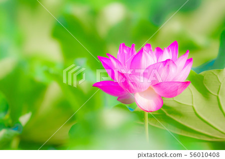 Ueno Shinobazu Pond Lotus 56010408