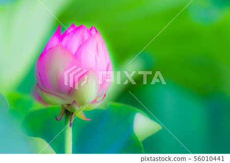 Ueno Shinobazu Pond Lotus 56010441
