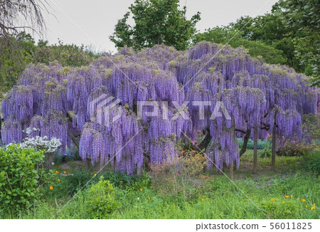 Wisteria flower 56011825