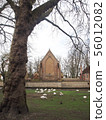 Swans in the city center of Brugge, Belgium 56012082