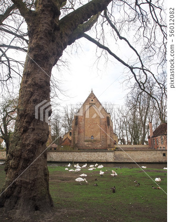 Swans in the city center of Brugge, Belgium 56012082