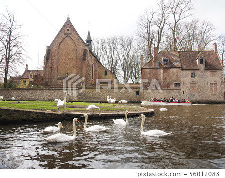 Swans in the city center of Brugge, Belgium Swans in the city center of Brugge, Belgium 56012083