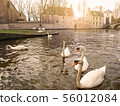 Swans in the city center of Brugge, Belgium 56012084