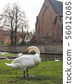 Swans in the city center of Brugge, Belgium 56012085