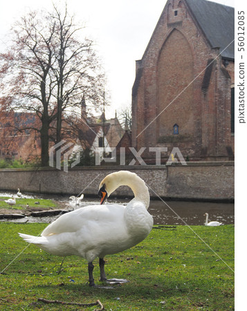 Swans in the city center of Brugge, Belgium Swans in the city center of Brugge, Belgium 56012085