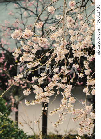 Cherry blossom (hanami) in Kyoto, Japan Cherry blossom (hanami) in Kyoto, Japan 56013430