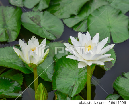 White waterlily flower blossom on the pond 56013606