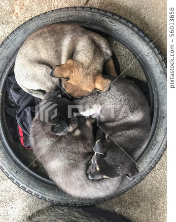 Dog sleeping at rural house 56013656