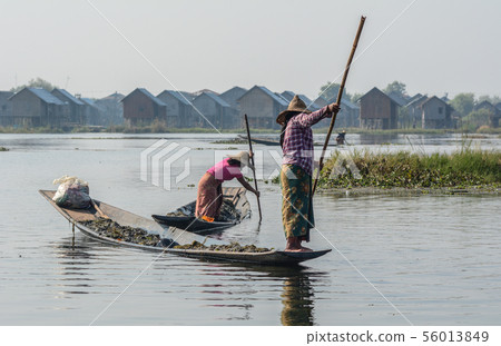 Catching fish on Inle Lake, Myanmar 56013849