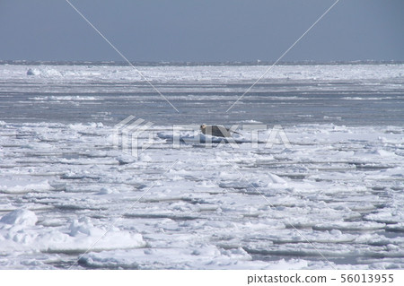 Drift ice 147 56013955