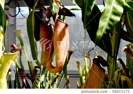 在調布市植物園盛開的食蟲植物豬籠草 56015175