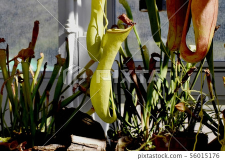 Carnivorous plant Nepenthes that blooms in the botanical garden of Chofu City Carnivorous plant Nepenthes that blooms in the botanical garden of Chofu City 56015176