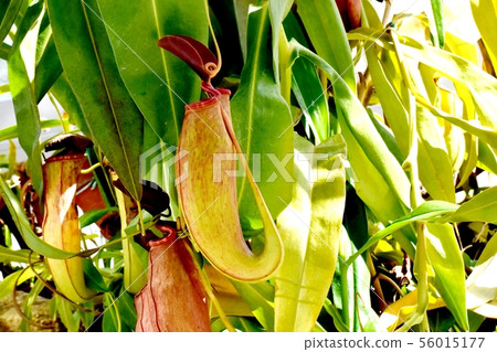 在調布市植物園盛開的食蟲植物豬籠草 56015177