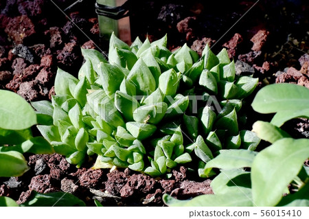 Succulents in the Chofu City Botanical Garden Succulents in the Chofu City Botanical Garden 56015410