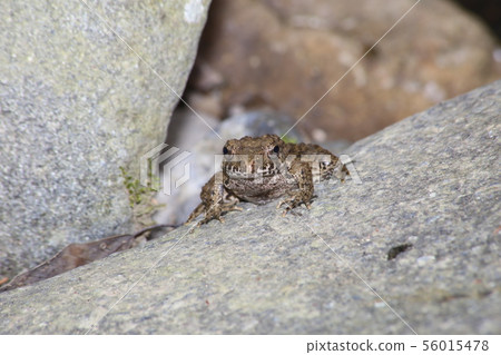 Bamboo shoots Bamboo shoots 56015478