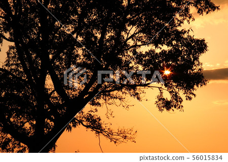Silhouette 02 Silhouette 02 56015834