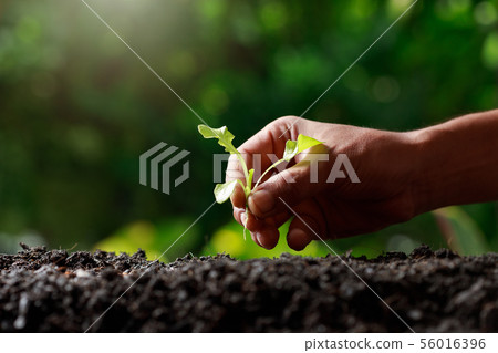 Close up Farmer hand planting sprout (Green oak Close up Farmer hand planting sprout (Green oak 56016396