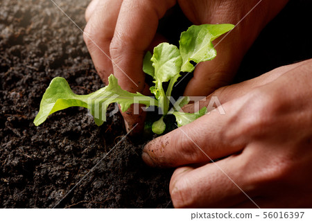 Close up Farmer hand planting sprout (Green oak 56016397